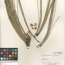 Image of Torrey pine