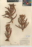 Image of hottentot fig