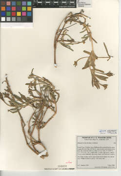 صورة Malephora luteola (Haw.) Schwant.