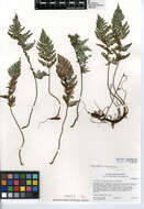 Image of Cleveland's lipfern