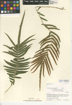 Слика од Pteris vittata L.