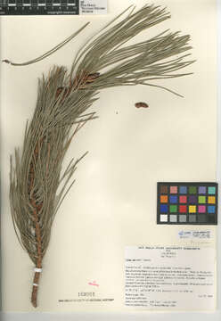 Image of knobcone pine