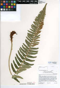 Image of narrowleaf swordfern