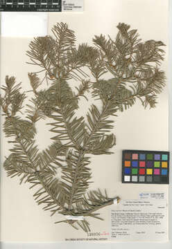 Image of white fir