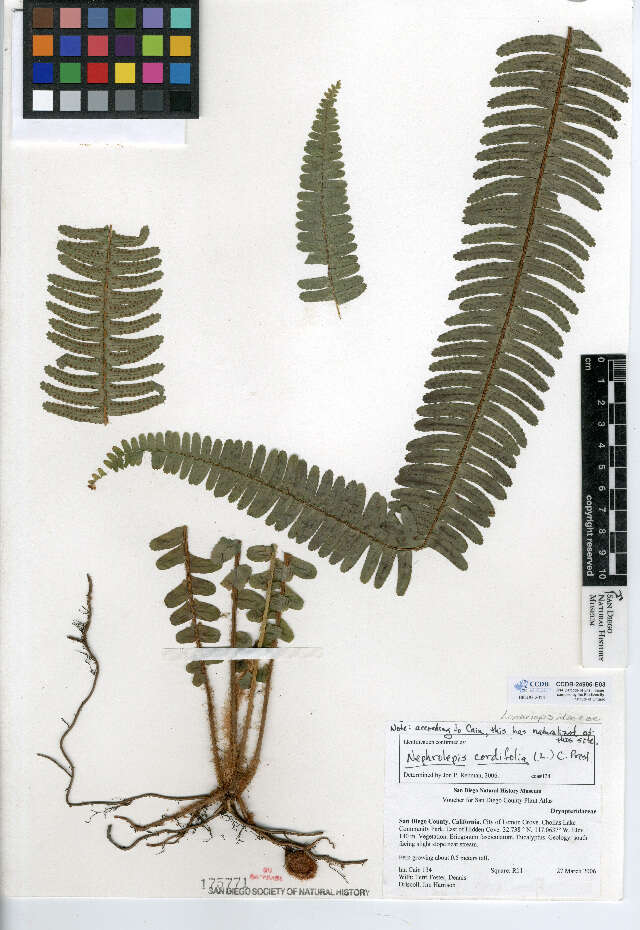 Image of narrow swordfern