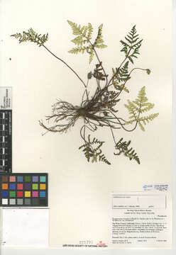 Image of goldback fern