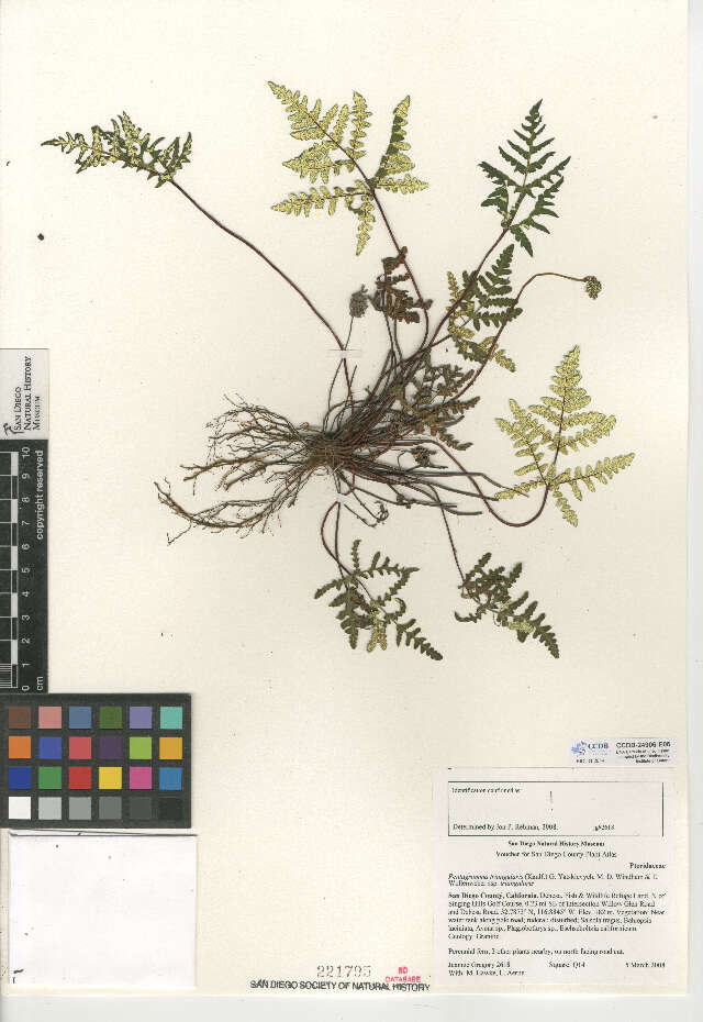 Image of goldback fern