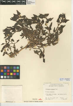 Image of plant