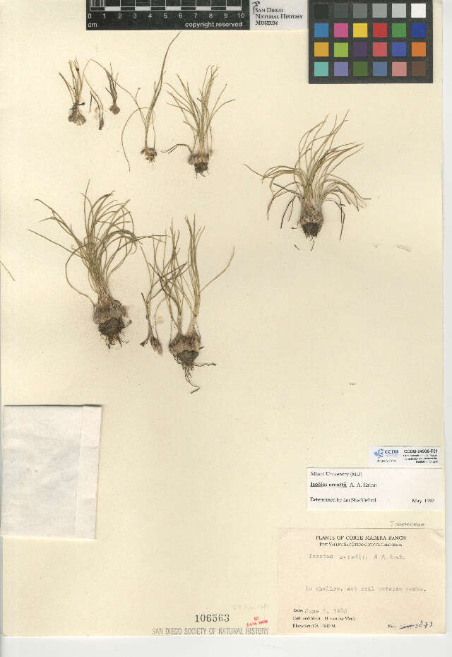 Image of Orcutt's Quillwort