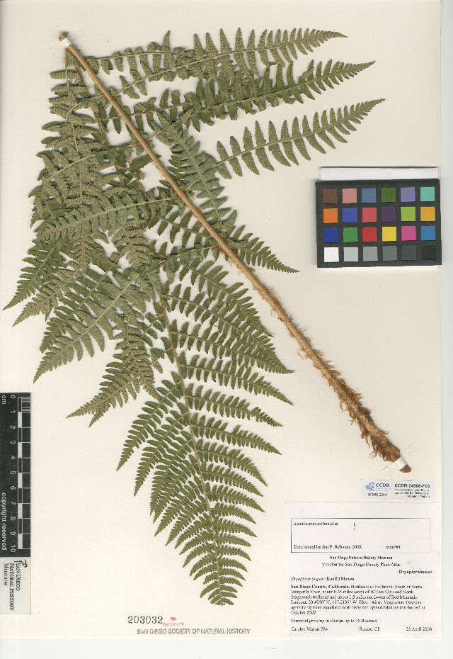 Image of coastal woodfern