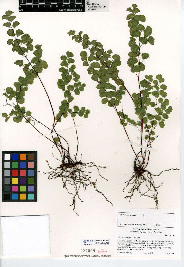 Image of California maidenhair