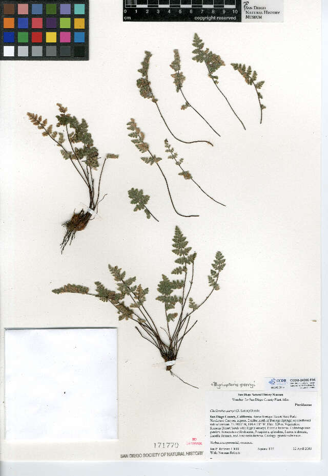 Image of Parry's lipfern