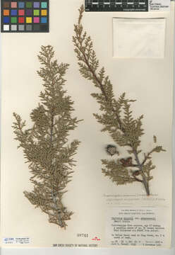 Image of Cuyamaca cypress