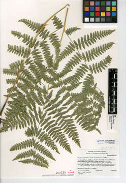 Слика од Pteridium latiusculum subsp. pubescens (Underw.)