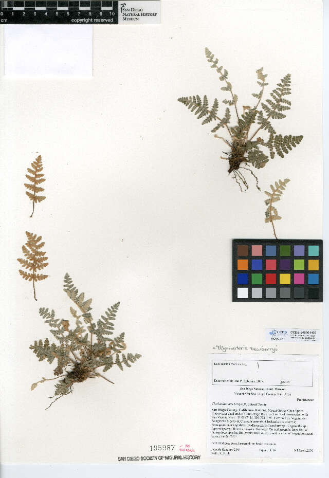 Image of Myriopteris newberryi