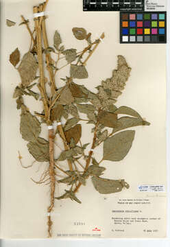 Image of redroot amaranth