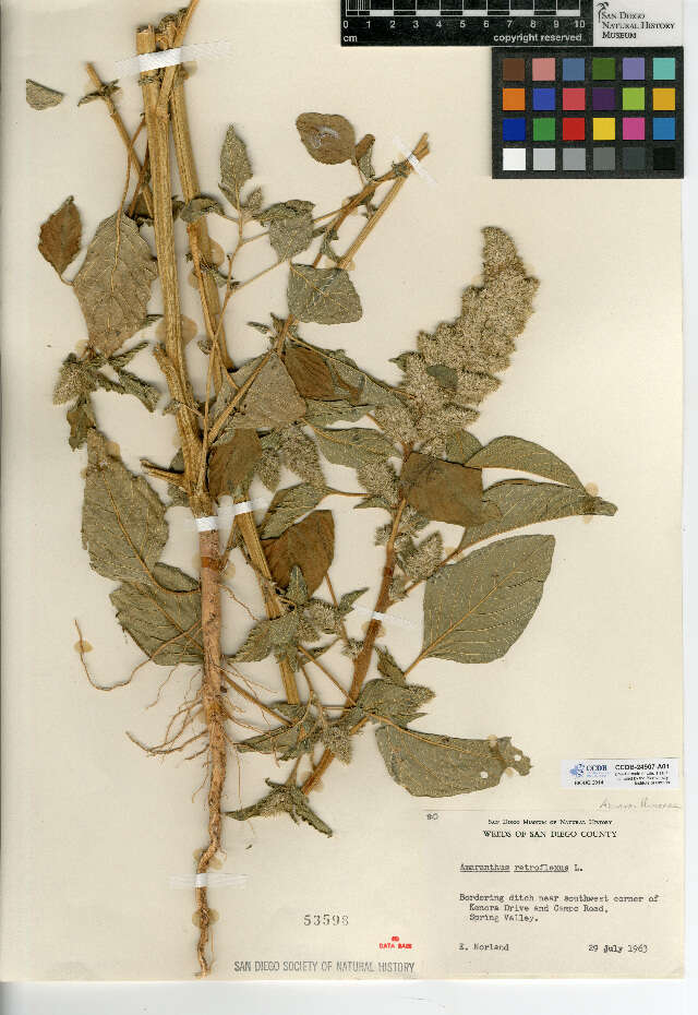 Image of redroot amaranth