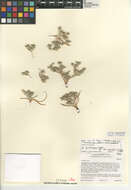 Eryngium aristulatum subsp. parishii (Coulter & Rose) R. M. Beauchamp resmi