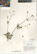 Osmorhiza brachypoda Torr. ex Durand resmi