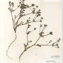 Image de Yabea microcarpa (Hook. & Arn.) Koso-Pol.