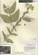 Image of desert milkweed