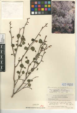 Image of skunkbush sumac