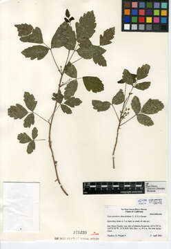 Слика од Toxicodendron diversilobum (Torr. & Gray) Greene