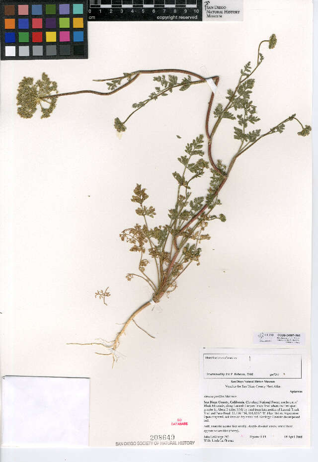 Слика од Daucus pusillus Michx.