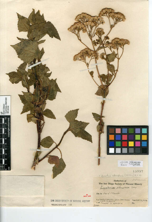 Image of sticky snakeroot