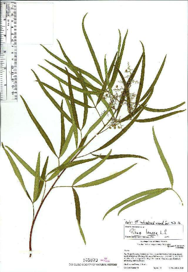 Image of Rhus lancea