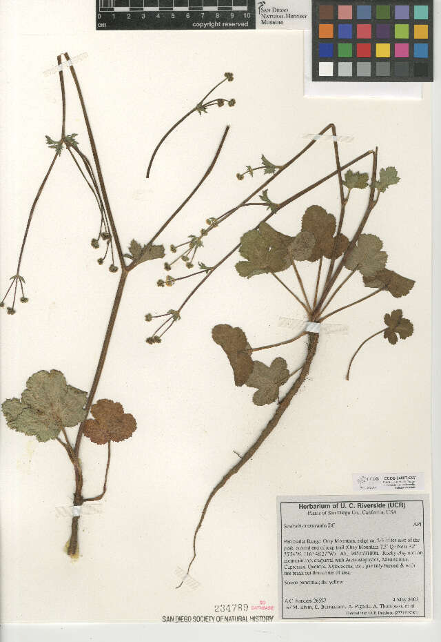 Image of Pacific blacksnakeroot