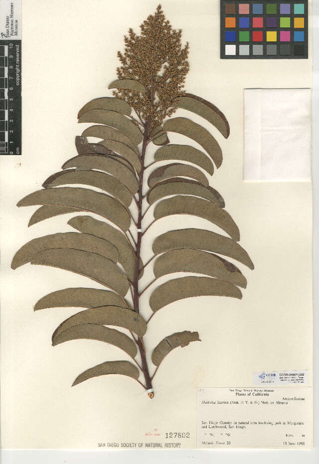 Image of laurel sumac