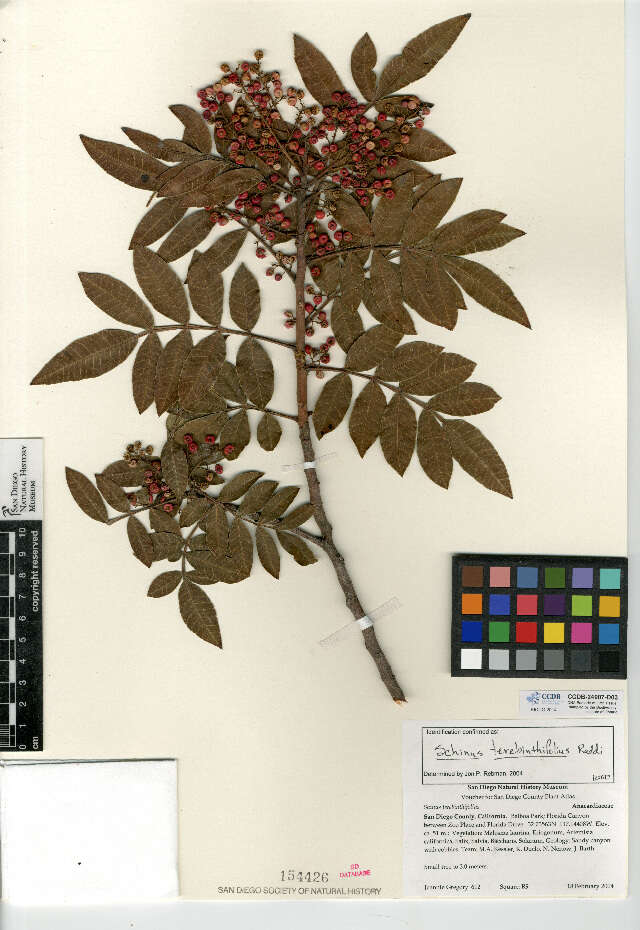 Image de Schinus terebinthifolius