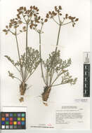 Image of Mojave desertparsley