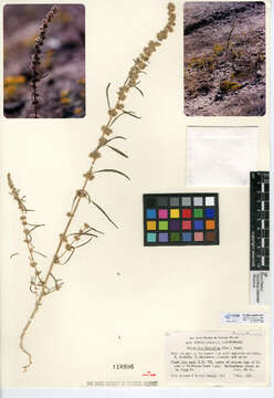 Image of fringed amaranth