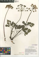 Image of shiny biscuitroot