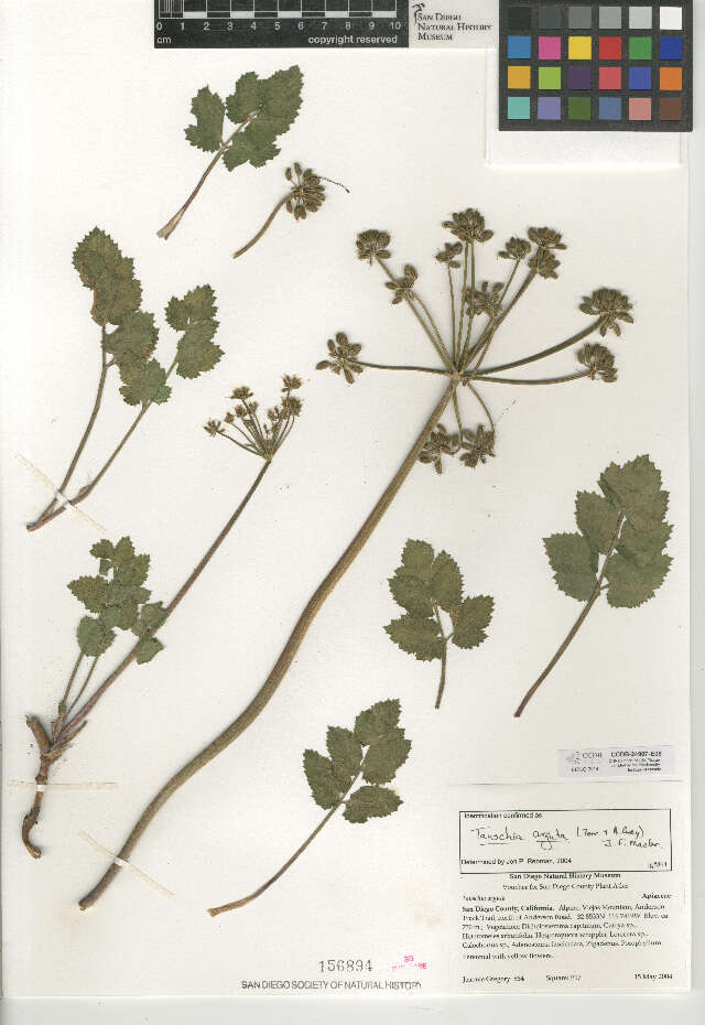 Plancia ëd Tauschia arguta (Torr. & Gray) J. F. Macbr.