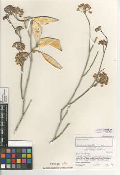 Image of whitestem milkweed