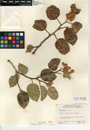 Image de Rhus ovata S. Wats.