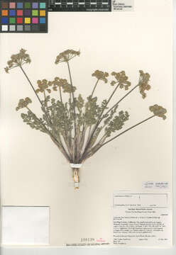 Imagem de Lomatium dasycarpum subsp. dasycarpum