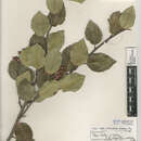 Image of <i>Rhus</i> integrifolia × Rhus <i>ovata</i>