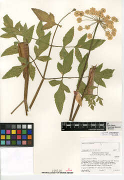 Image of woolly angelica