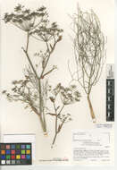 Foeniculum resmi