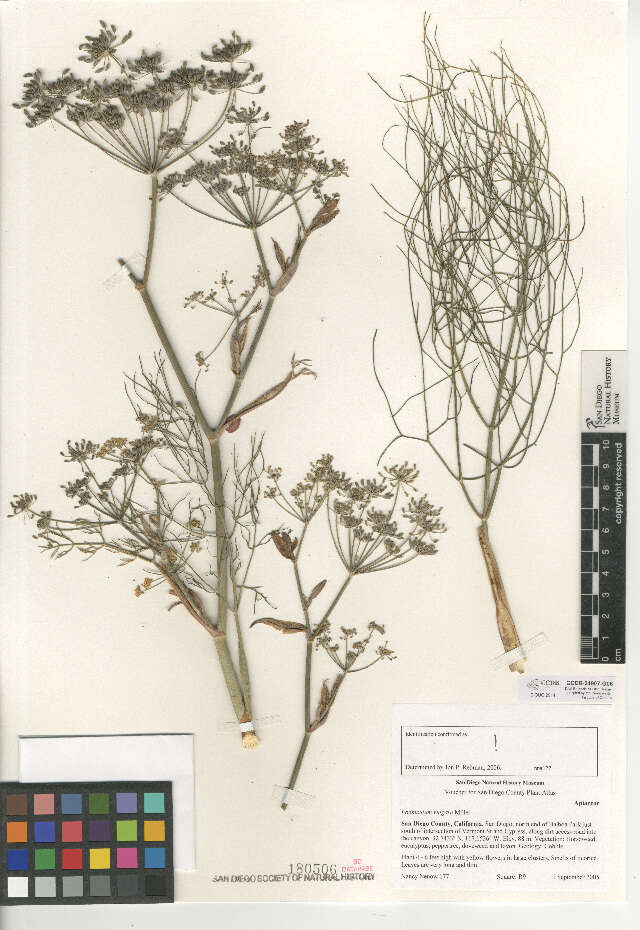 Image of fennel