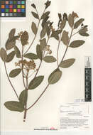 Image de Apocynum cannabinum L.