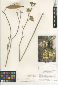 Image of rush milkweed