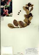 Image de Rhus integrifolia (Nutt.) Benth. & Hook. fil. ex Brewer & S. Wats.