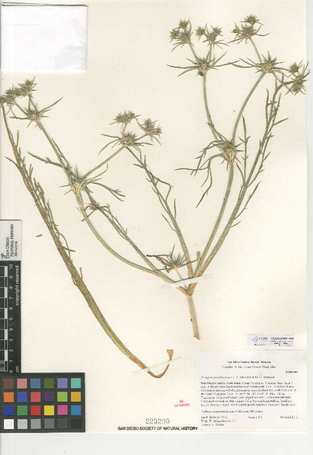 Eryngium pendletonense K. L. Marsden & M. G. Simpson resmi