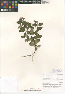 Image of flytrap dogbane