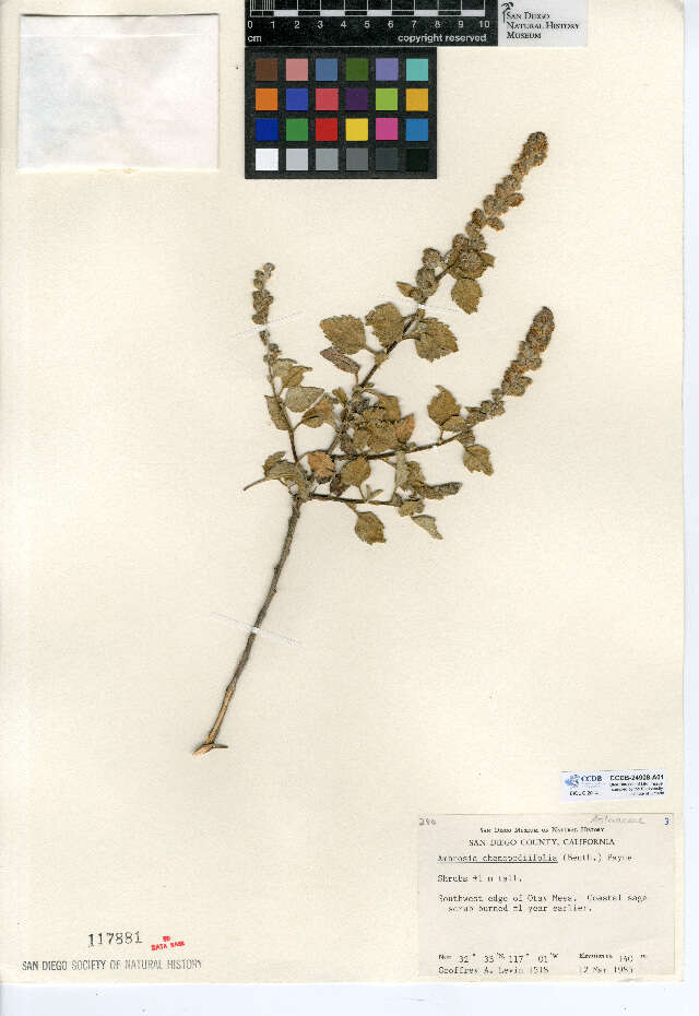 Image of San Diego bur ragweed